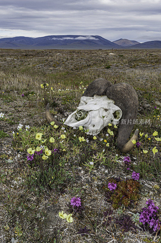 麝牛头骨(Ovibos moschatus，麝牛)是一种北极牛科哺乳动物。在俄罗斯楚科奇自治州弗兰格尔岛的疑湾，头骨和角躺在地上。